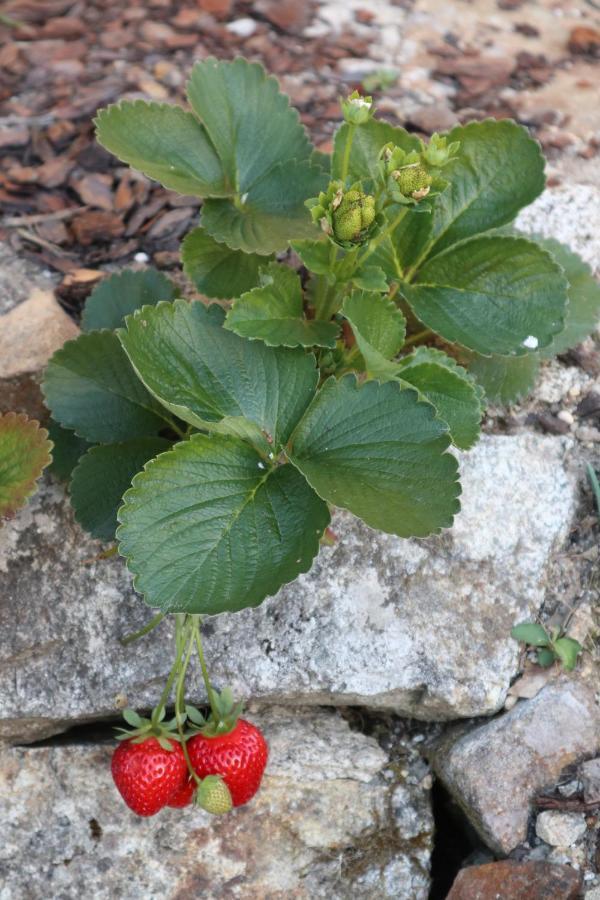 阿鲁卡 Moinho De Pedra Ma旅馆 外观 照片